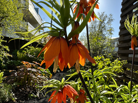 Fritillaria imperialis 'Aurora' - keisarakróna