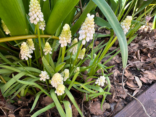 Muscari aucheri 'White Magic' - vínperlulilja