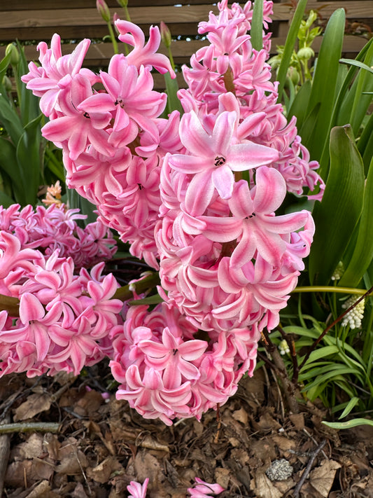 Hyacinthus 'Fondant' - goðalilja