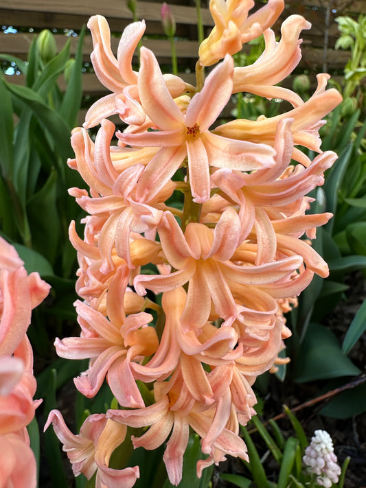 Hyacinthus 'Gipsy Queen' - goðalilja