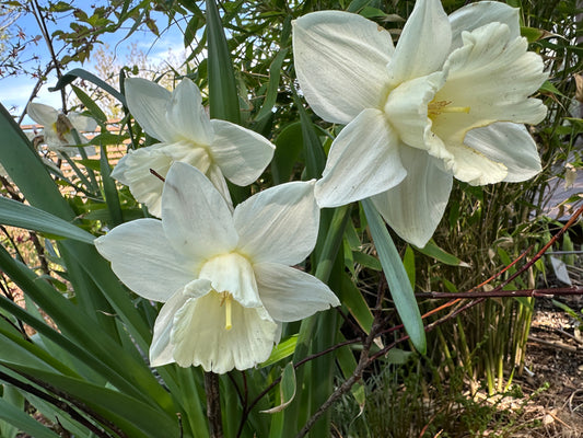 Narcissus 'Mount Hood' - hátíðalilja