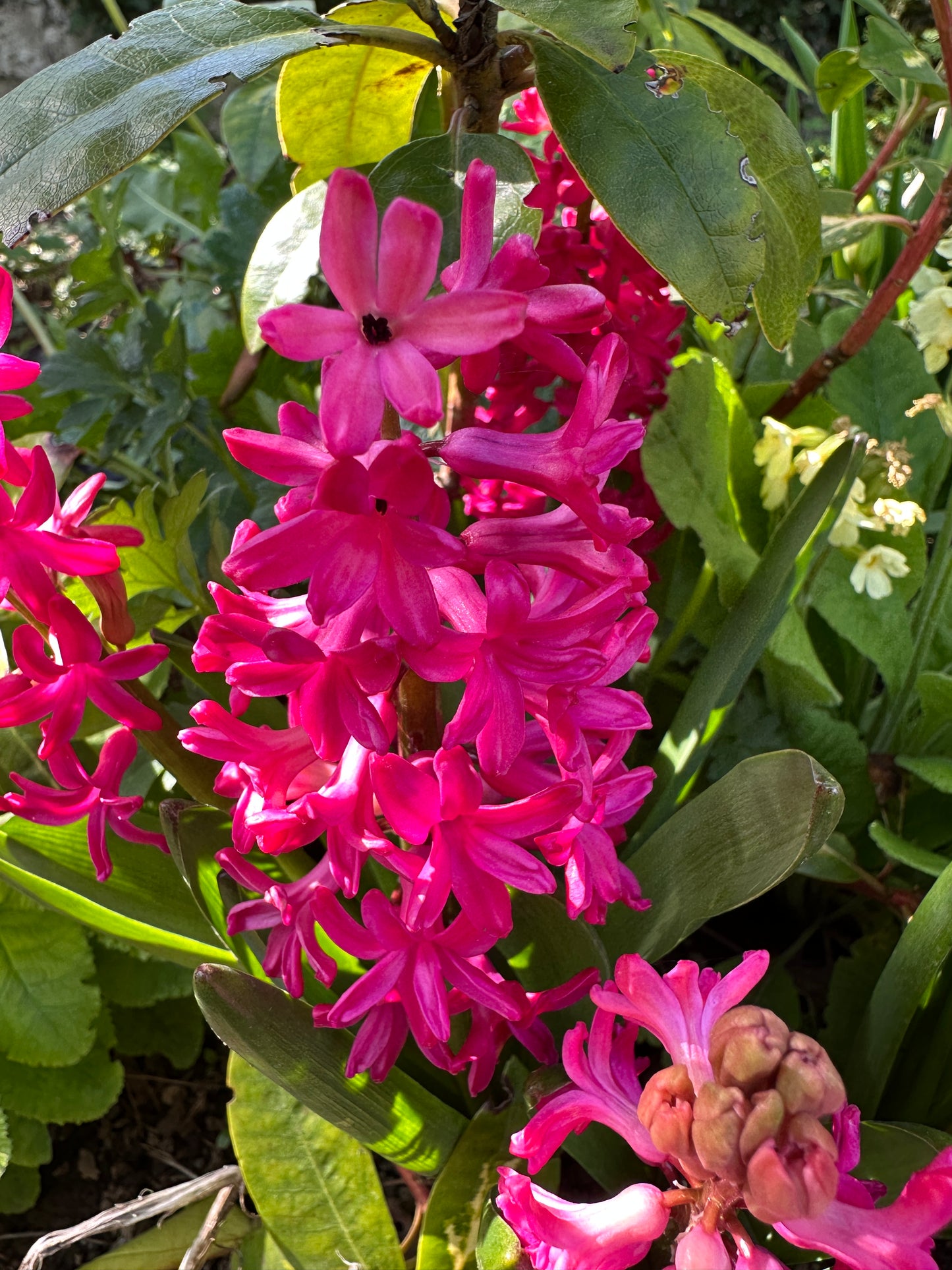 Hyacinthus 'Jan Bos' - goðalilja