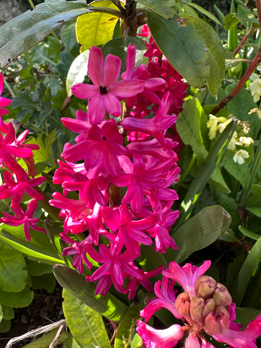Hyacinthus 'Jan Bos' - goðalilja