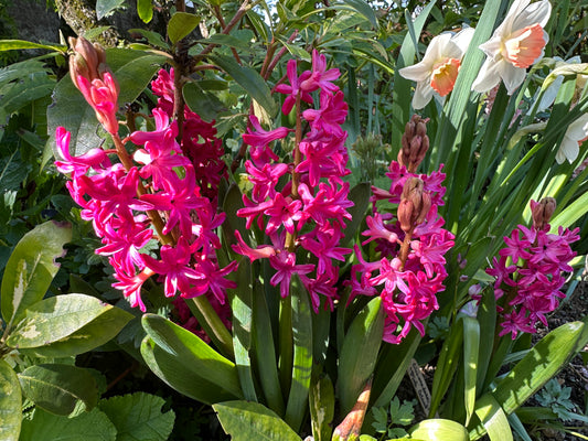 Hyacinthus 'Jan Bos' - goðalilja
