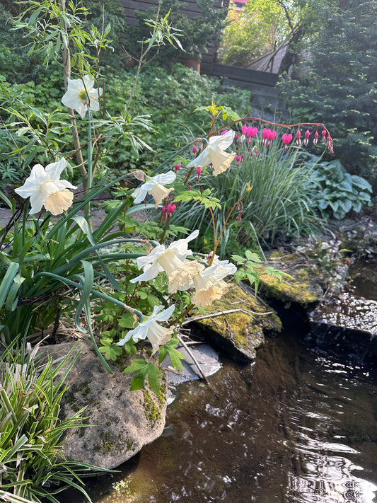 Narcissus 'British Gamble' - hátíðalilja