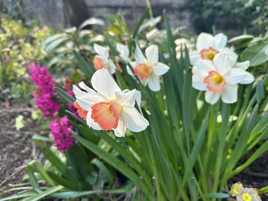 Narcissus 'Pink Charm' - hátíðalilja