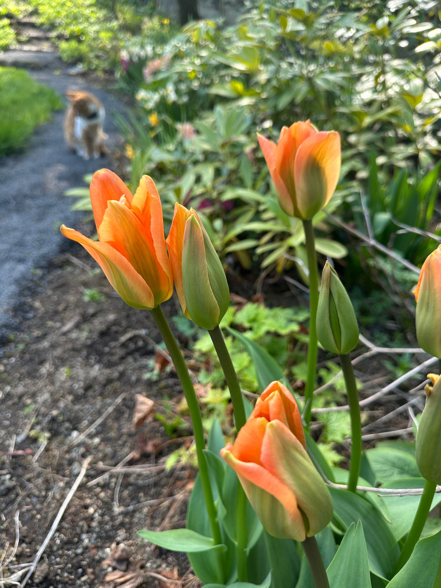 Tulipa 'Apricot Emperor' - eldtúlipani