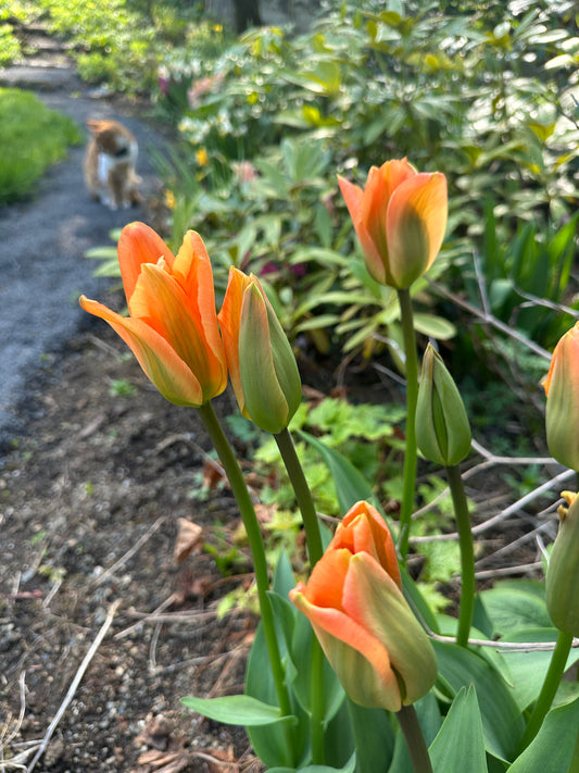 Tulipa 'Apricot Emperor' - eldtúlipani