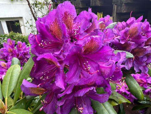 Rhododendron 'Marcel Menard' - lyngrós