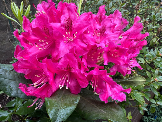 Rhododendron 'Nova Zembla' - lyngrós