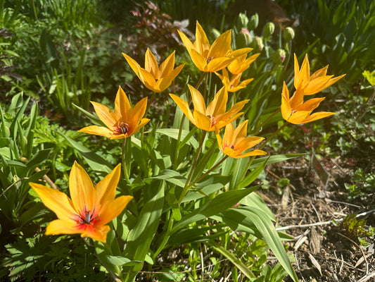 Tulipa praestans 'Shogun' - skúftúlipani