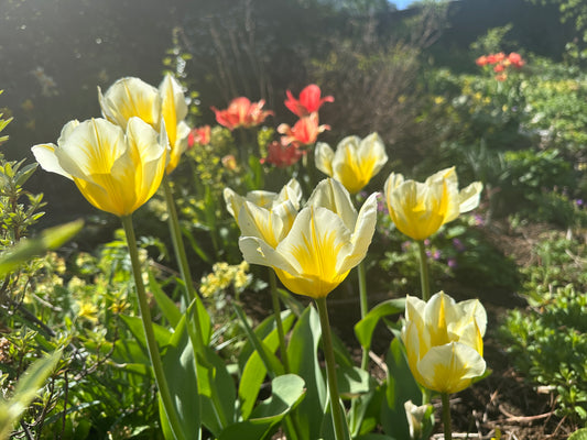 Tulipa 'Sweetheart' - eldtúlipani