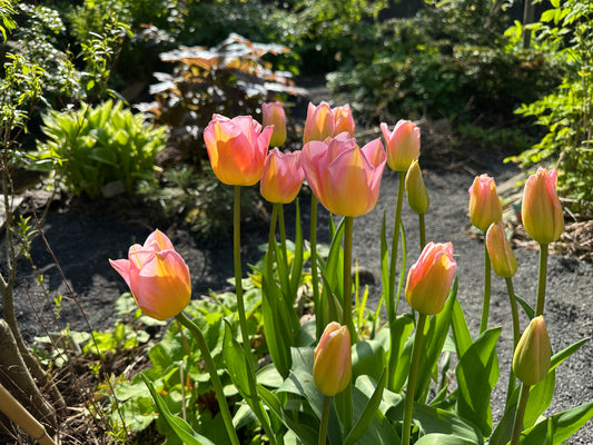 Tulipa 'Tom Pouce' - túlipani