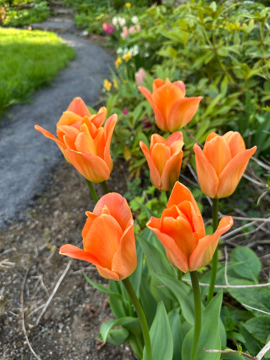 Tulipa 'Apricot Emperor' - eldtúlipani