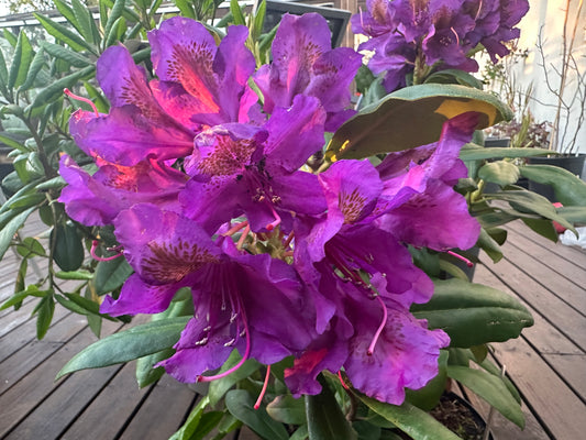 Rhododendron 'Marcel Menard' - lyngrós