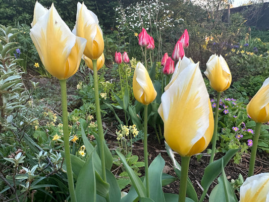 Tulipa 'Sweetheart' - eldtúlipani