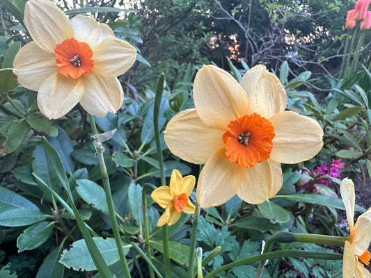 Narcissus jonquilla 'Kedron' - jónsmessulilja