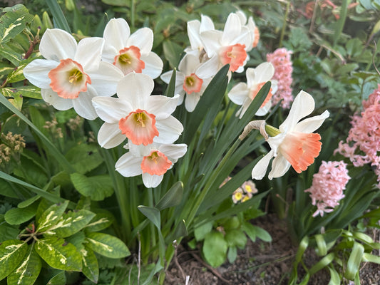 Narcissus 'Pink Charm' - hátíðalilja