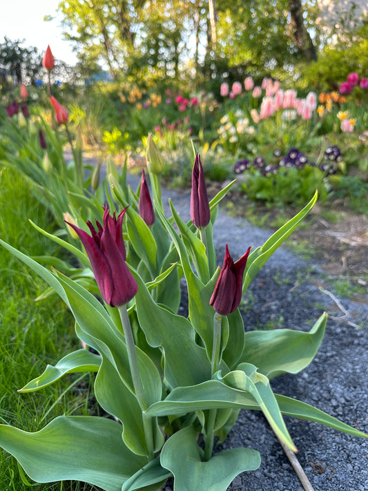 Tulipa 'Sarah Raven' - túlipani