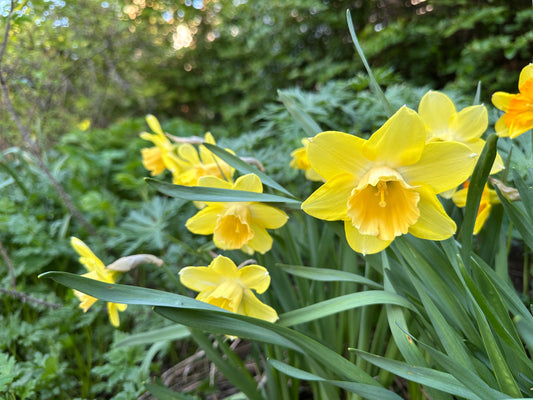 Narcissus 'Cairngorm' - hátíðalilja