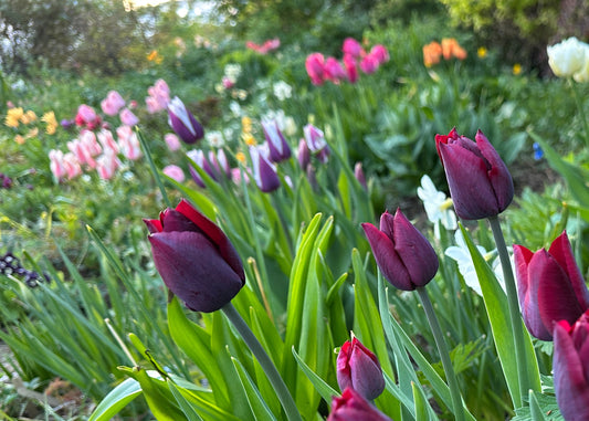 Tulipa 'Ronaldo' - túlipani