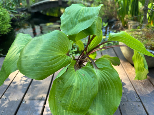 Hosta, rauðir stilkar - brúska
