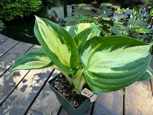 Hosta 'Revolution' - brúska