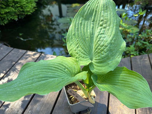 Hosta 'Blue Angel' - brúska