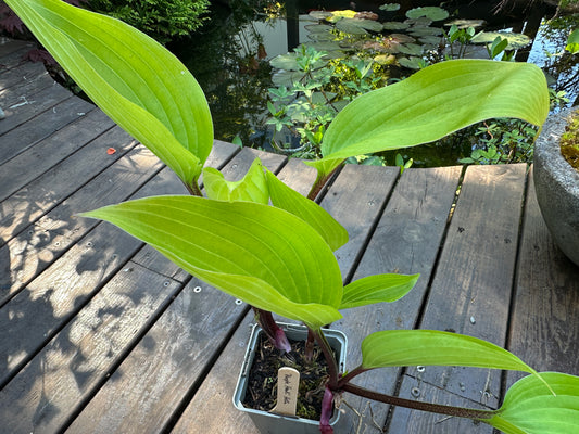 Hosta 'Purple Heart' - brúska
