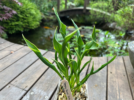 Hosta 'Praying Hands' - brúska