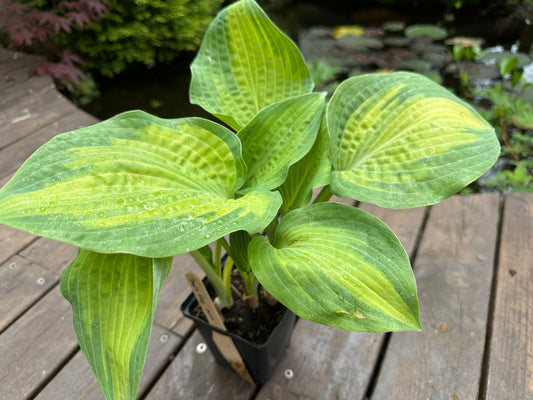 Hosta 'Paul's Glory' - brúska