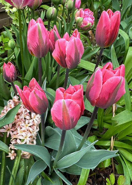 Tulipa 'Pretty Princess' - túlipani