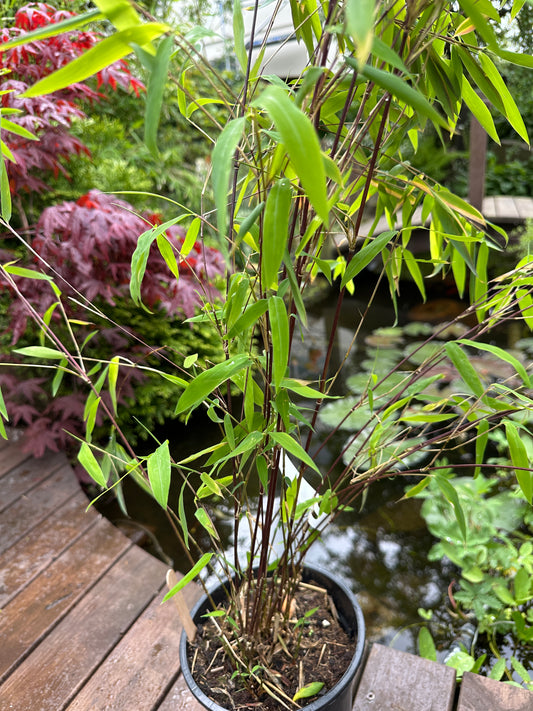 Fargesia nitida 'Volcano' - svartbambus