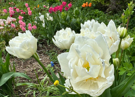 Tulipa 'Mondial' - túlipani