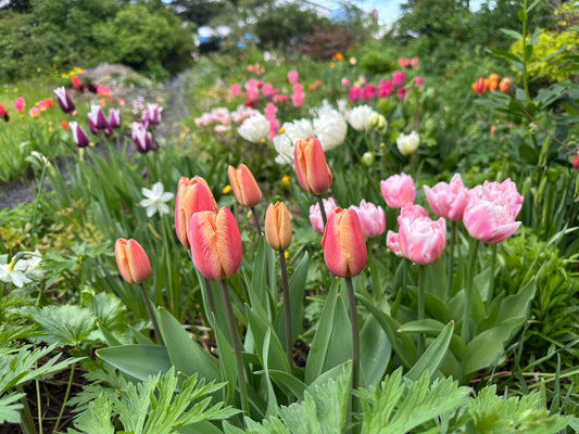 Tulipa 'Apricot Foxx' - túlipani