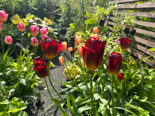 Tulipa 'Amberglow' - túlipani