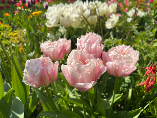 Tulipa 'Dreamer' - túlipani