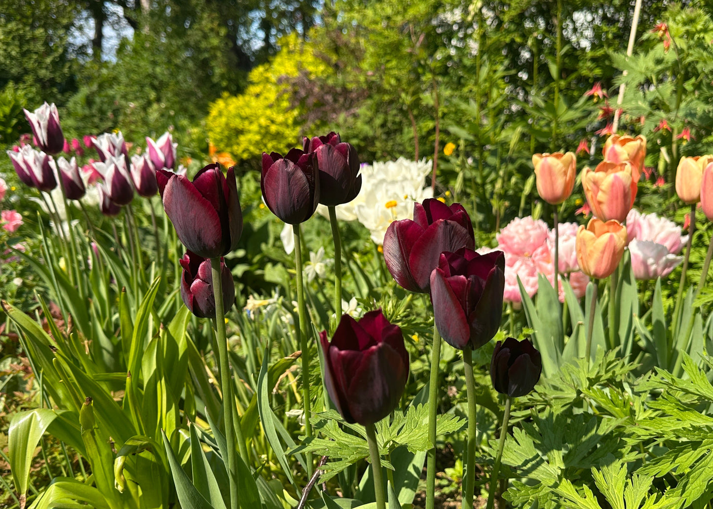 Tulipa 'Ronaldo' - túlipani