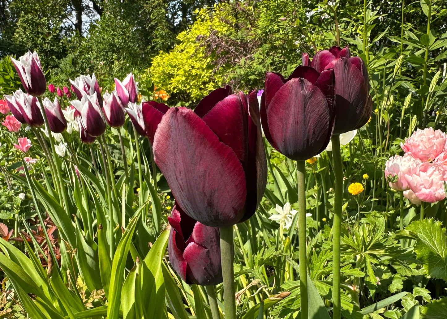 Tulipa 'Ronaldo' - túlipani