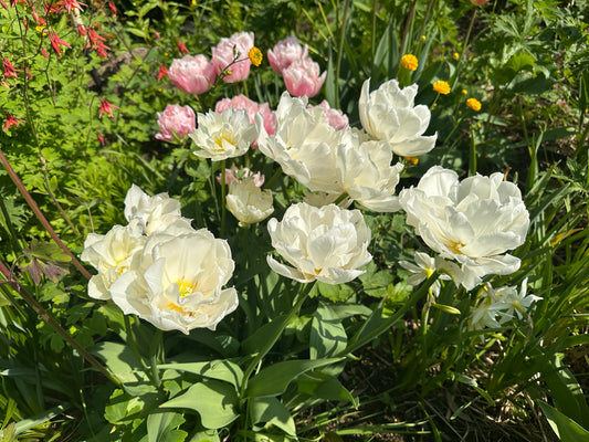 Tulipa 'Mondial' - túlipani
