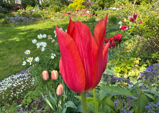 Tulipa 'Temple of Beauty' - túlipani