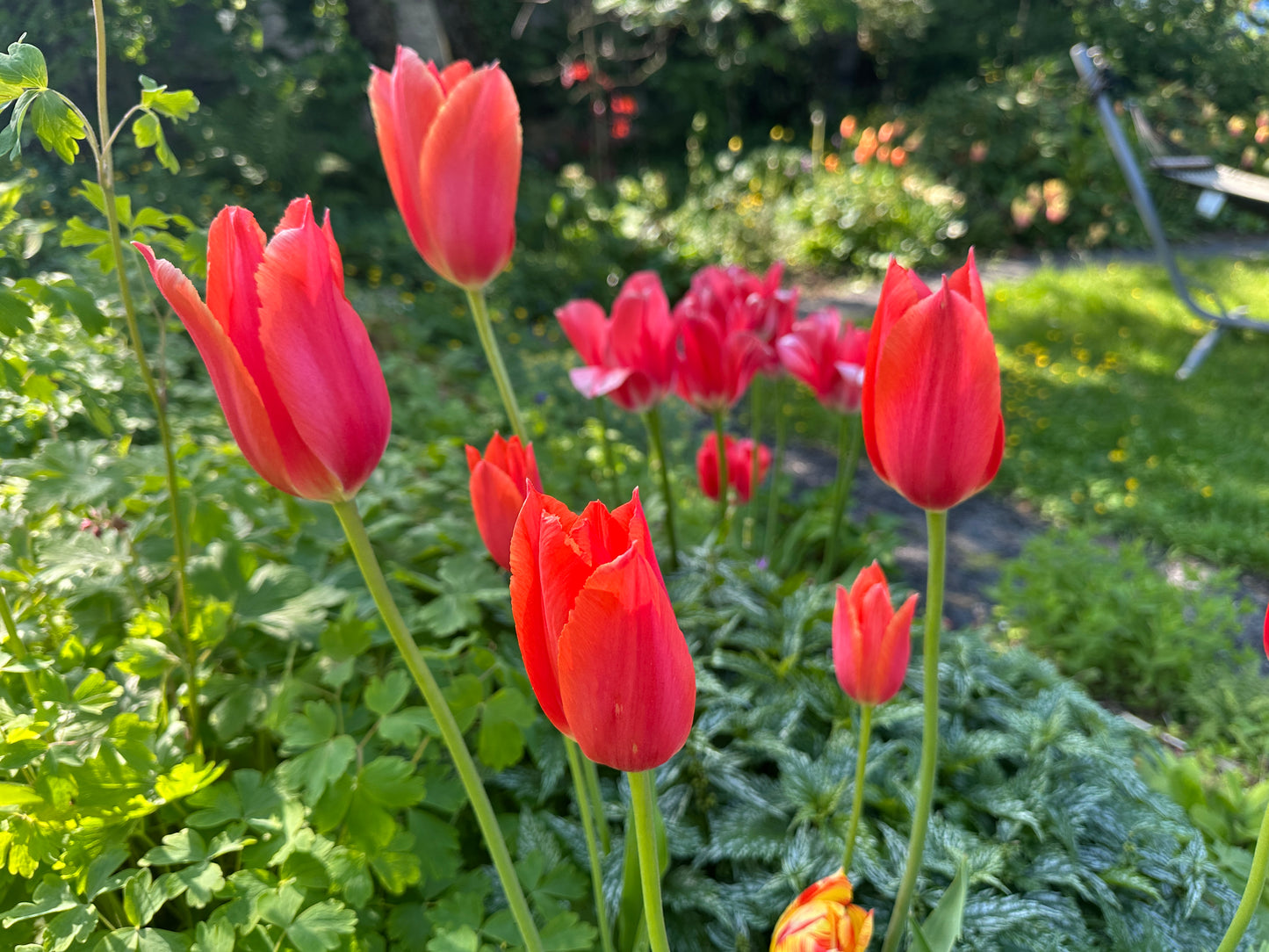 Tulipa 'Temple of Beauty' - túlipani