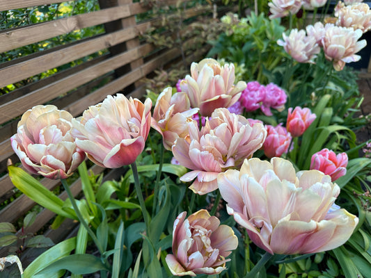 Tulipa 'La Belle Epoque' - túlipani