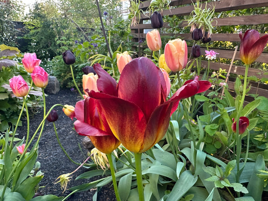 Tulipa 'Amberglow' - túlipani
