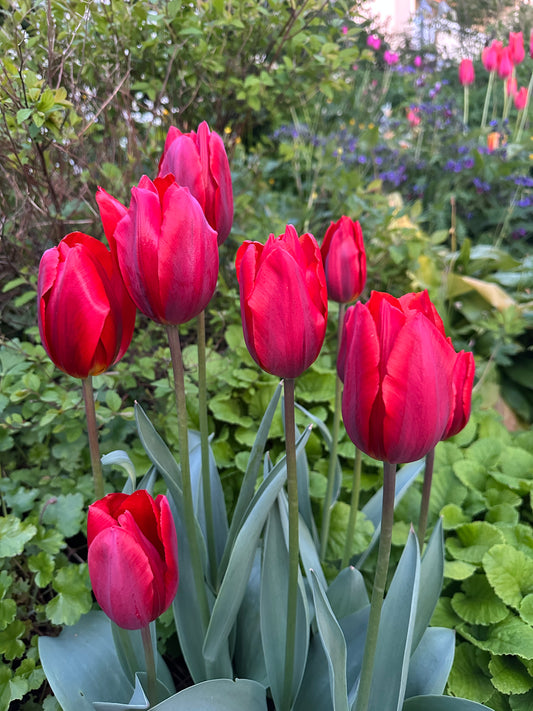 Tulipa 'Couleur Cardinal' - túlipani