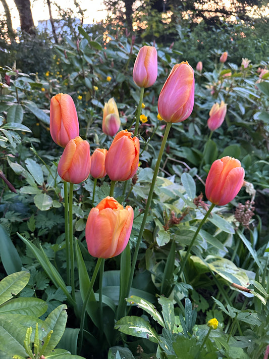 Tulipa 'Dordogne' - túlipani