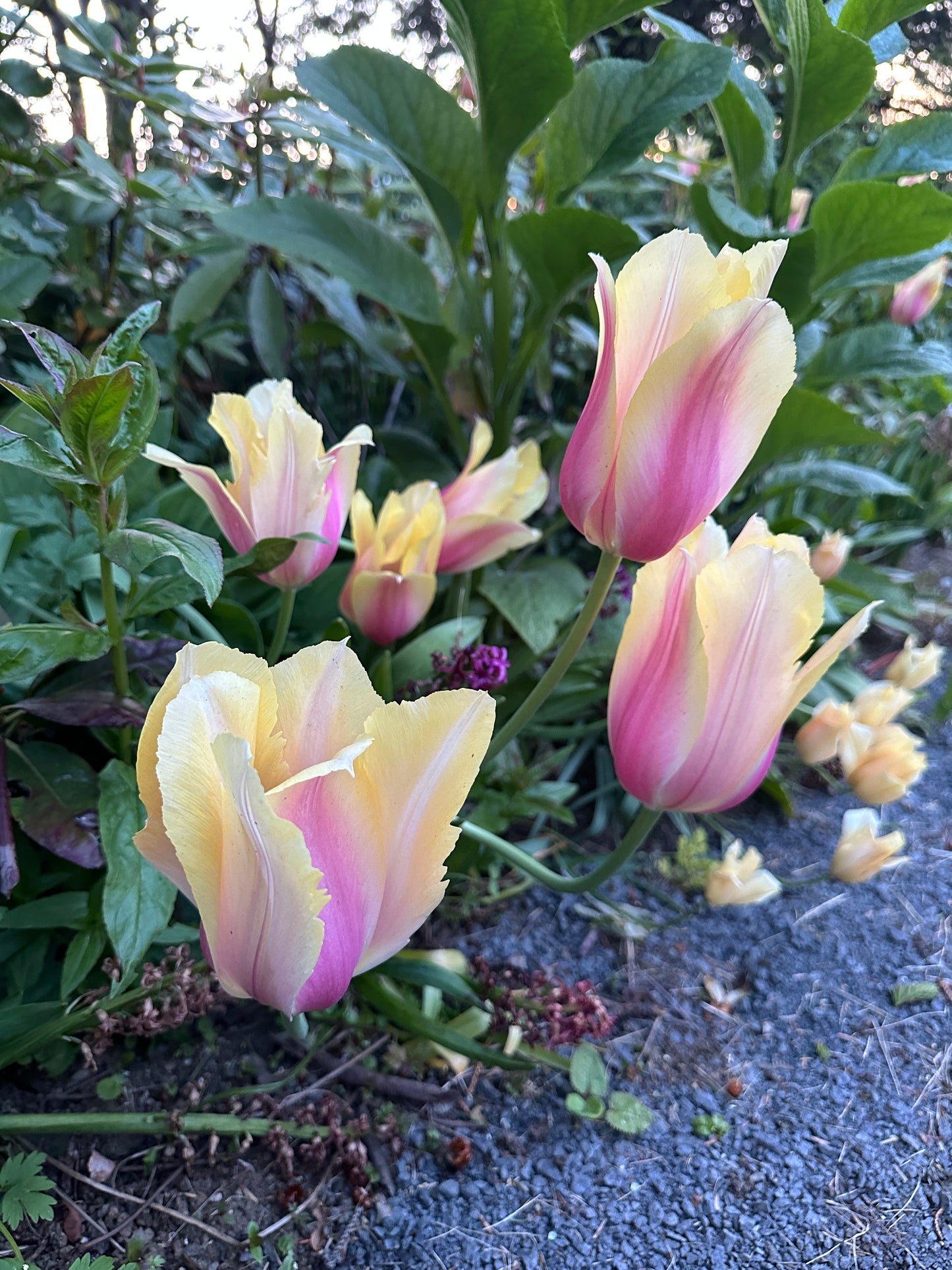 Tulipa 'Blushing Lady' - túlipani