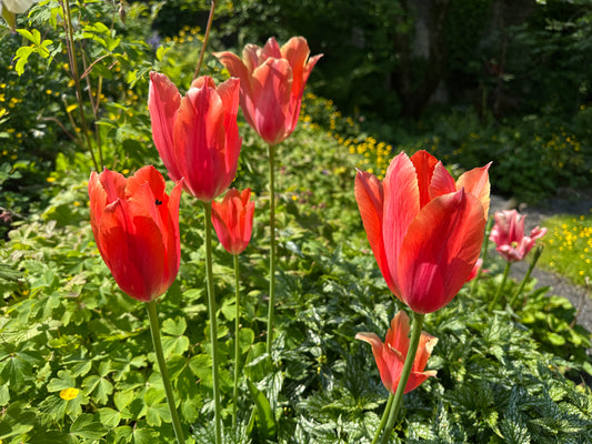 Tulipa 'Temple of Beauty' - túlipani