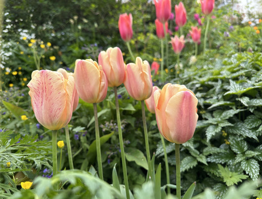 Tulipa 'Apricot Foxx' - túlipani