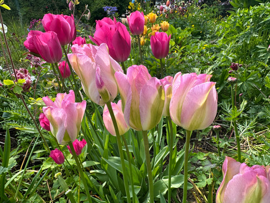 Tulipa 'Groenland' - túlipani